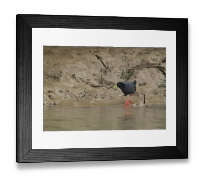 Framed Print : Black Crake (Amaurornis flavirostris) adult, standing on mud at edge of water, Gambia, February Framed Print : Black Crake (Amaurornis flavirostris) adult, standing on mud at edge of water, Gambia, February