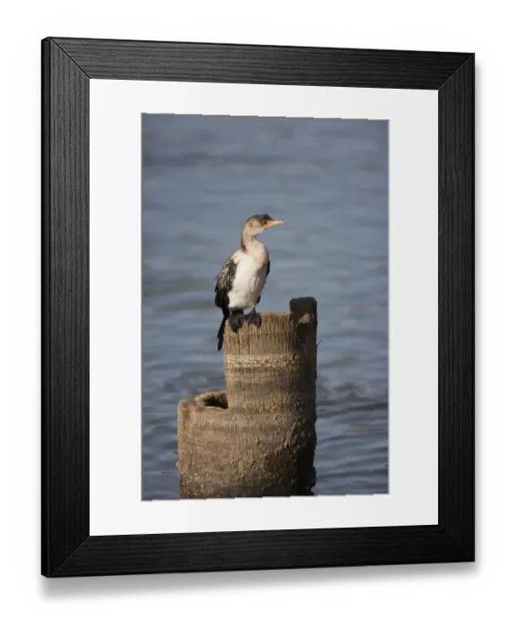 Framed Print : Long-tailed Cormorant (Phalacrocorax africanus) immature, standing on stump in water, Gambia, February Framed Print : Long-tailed Cormorant (Phalacrocorax africanus) immature, standing on stump in water, Gambia, February