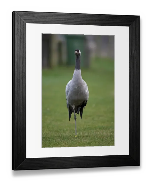 Framed Print : Common Crane (Grus grus) adult, standing on grass, Norfolk, England, January