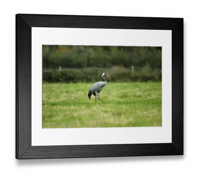Framed Print : Common Crane (Grus grus) adult, walking on pasture, Norfolk, England, October Framed Print : Common Crane (Grus grus) adult, walking on pasture, Norfolk, England, October