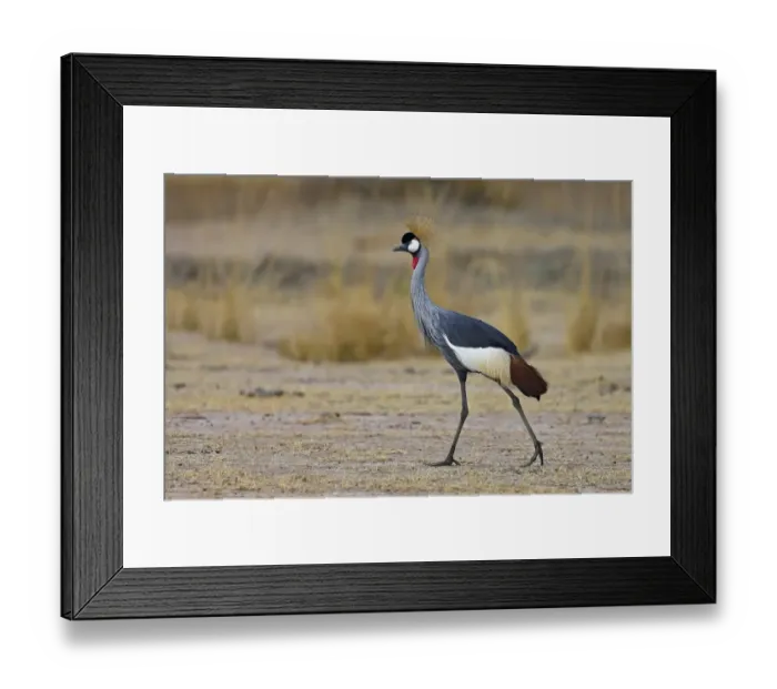 Framed Print : Grey Crowned-crane (Balearica regulorum) adult, walking, South Luangwa N. P. Zambia, June Framed Print : Grey Crowned-crane (Balearica regulorum) adult, walking, South Luangwa N. P. Zambia, June