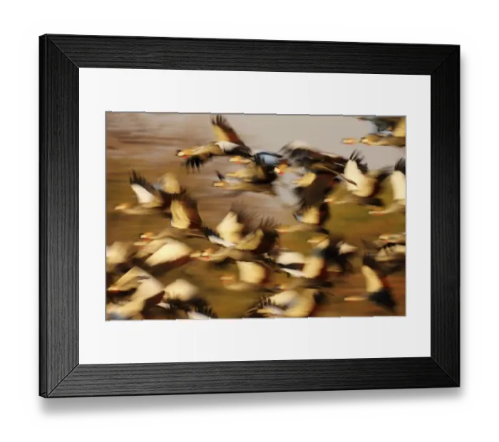 Framed Print : Grey Crowned-crane (Balearica regulorum) flock, in flight, blurred movement, South Luangwa N. P. Zambia, June Framed Print : Grey Crowned-crane (Balearica regulorum) flock, in flight, blurred movement, South Luangwa N. P. Zambia, June