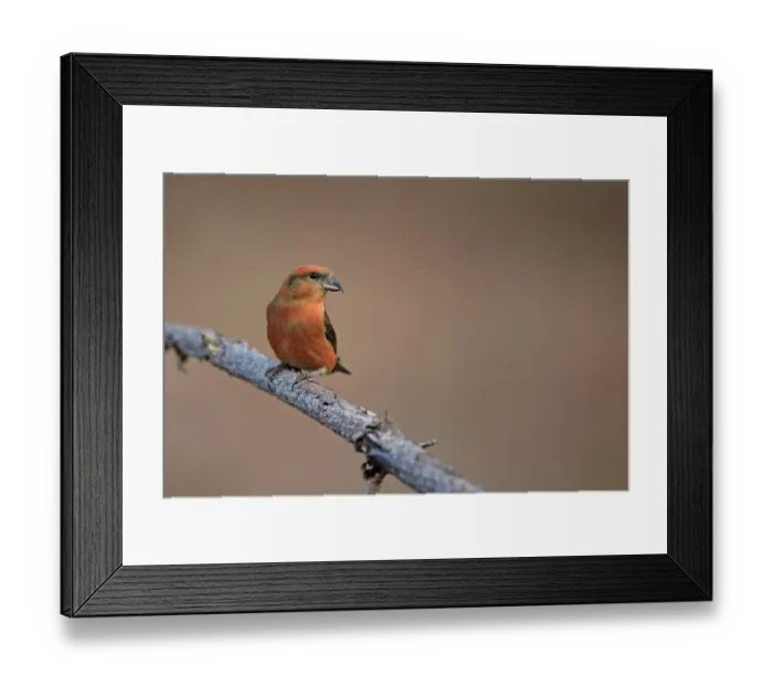 Framed Print : Red Crossbill (Loxia curvirostra) adult male, perched on twig, Norfolk, England, February Framed Print : Red Crossbill (Loxia curvirostra) adult male, perched on twig, Norfolk, England, February
