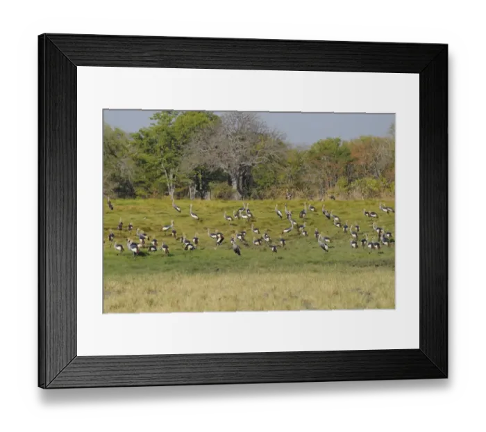 Framed Print : Grey Crowned-crane (Balearica regulorum) flock, standing on grassland habitat, South Luangwa N. P. Zambia, June Framed Print : Grey Crowned-crane (Balearica regulorum) flock, standing on grassland habitat, South Luangwa N. P. Zambia, June