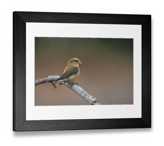 Framed Print : Red Crossbill (Loxia curvirostra) adult male, perched on twig, Norfolk, England, February Framed Print : Red Crossbill (Loxia curvirostra) adult male, perched on twig, Norfolk, England, February