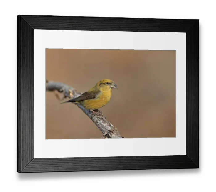 Framed Print : Red Crossbill (Loxia curvirostra) adult male, perched on twig, Norfolk, England, February Framed Print : Red Crossbill (Loxia curvirostra) adult male, perched on twig, Norfolk, England, February