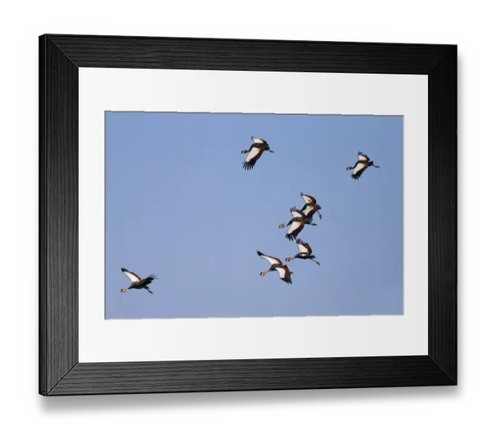 Framed Print : Grey Crowned-crane (Balearica regulorum) seven adults, in flight, South Luangwa N. P. Zambia, June Framed Print : Grey Crowned-crane (Balearica regulorum) seven adults, in flight, South Luangwa N. P. Zambia, June