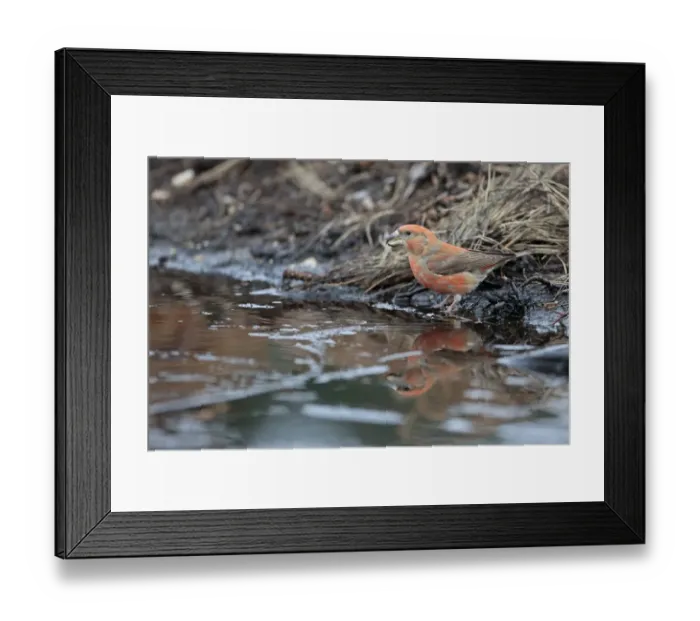 Framed Print : Parrot Crossbill (Loxia pytyopsittacus) adult male, drinking at pool, Norfolk, England, February Framed Print : Parrot Crossbill (Loxia pytyopsittacus) adult male, drinking at pool, Norfolk, England, February