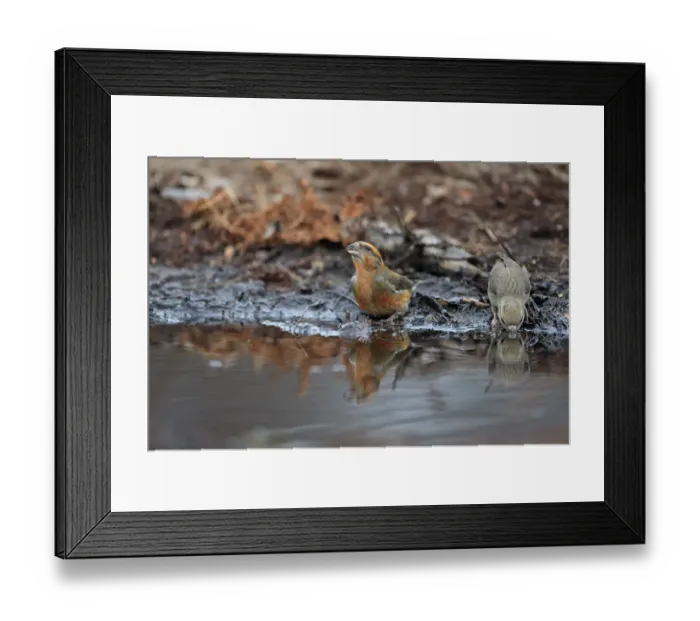 Framed Print : Red Crossbill (Loxia curvirostra) adult male and female, drinking at pool, Norfolk, England, February Framed Print : Red Crossbill (Loxia curvirostra) adult male and female, drinking at pool, Norfolk, England, February