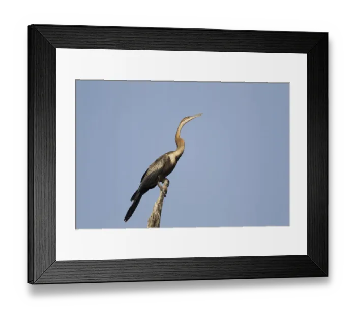 Framed Print : Common Toad (Bufo bufo) tadpole, viewed from underneath, Belvedere, Bexley, Kent, England Framed Print : Common Toad (Bufo bufo) tadpole, viewed from underneath, Belvedere, Bexley, Kent, England