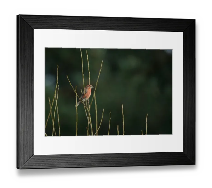 Framed Print : Parrot Crossbill (Loxia pytyopsittacus) adult male, perched on twigs, Norfolk, England, March Framed Print : Parrot Crossbill (Loxia pytyopsittacus) adult male, perched on twigs, Norfolk, England, March