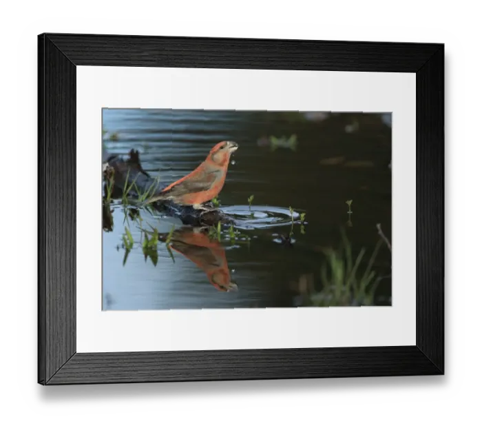 Framed Print : Parrot Crossbill (Loxia pytyopsittacus) adult male, drinking at pool, Norfolk, England, March Framed Print : Parrot Crossbill (Loxia pytyopsittacus) adult male, drinking at pool, Norfolk, England, March