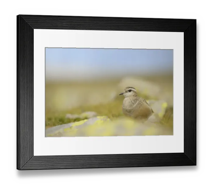 Framed Print : Eurasian Dotterel (Charadrius morinellus) immature, standing amongst rocks during autumn migration, Dolomites Framed Print : Eurasian Dotterel (Charadrius morinellus) immature, standing amongst rocks during autumn migration, Dolomites