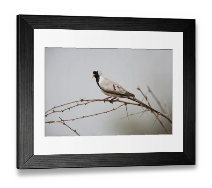 Framed Print : Namaqua Dove (Oena capensis) adult male, perched on thorny twig, Gambia, February Framed Print : Namaqua Dove (Oena capensis) adult male, perched on thorny twig, Gambia, February