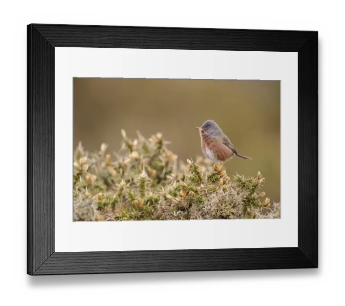 Framed Print : Dartford Warbler (Sylvia undata) adult male, perched on gorse in heathland, North Wales, March Framed Print : Dartford Warbler (Sylvia undata) adult male, perched on gorse in heathland, North Wales, March