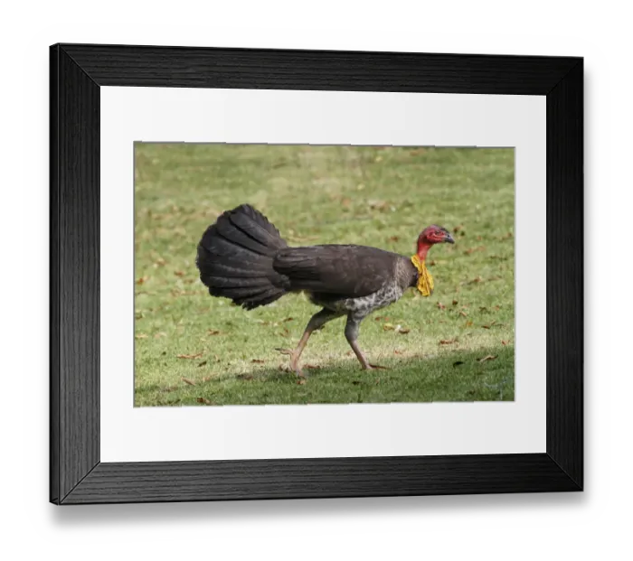 Framed Print : Australian Brush-turkey (Alectura lathami) adult male, walking on grass, Atherton Tableland, Great Dividing Range Framed Print : Australian Brush-turkey (Alectura lathami) adult male, walking on grass, Atherton Tableland, Great Dividing Range