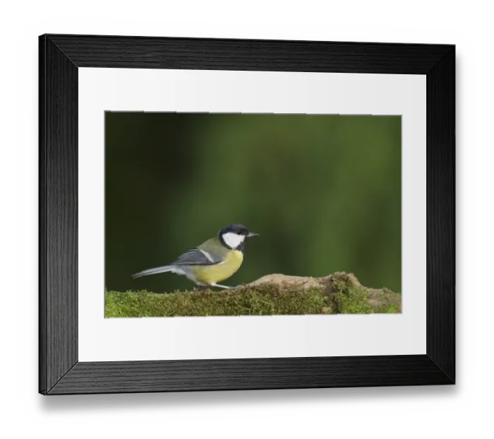Framed Print : Great Tit (Parus major) adult, standing on mossy log, Staffordshire, England, January Framed Print : Great Tit (Parus major) adult, standing on mossy log, Staffordshire, England, January