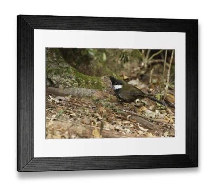 Framed Print : Eastern Whipbird (Psophodes olivaceus) adult, foraging on rainforest floor, Lamington N. P