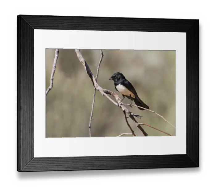 Framed Print : Willie Wagtail (Rhipidura leucophrys) adult, perched on twig, Uluru-Kata Tjuta N. P Framed Print : Willie Wagtail (Rhipidura leucophrys) adult, perched on twig, Uluru-Kata Tjuta N. P