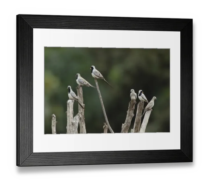 Framed Print : Namaqua Dove (Oena capensis) adult males, adult females and immature males, perched on branches, Gambia, February Framed Print : Namaqua Dove (Oena capensis) adult males, adult females and immature males, perched on branches, Gambia, February