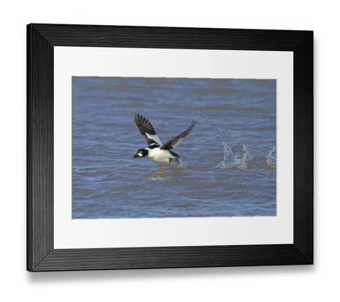 Framed Print : Common Goldeneye (Bucephala clangula) adult male, in flight, taking off from water surface, Norfolk, England, February Framed Print : Common Goldeneye (Bucephala clangula) adult male, in flight, taking off from water surface, Norfolk, England, February