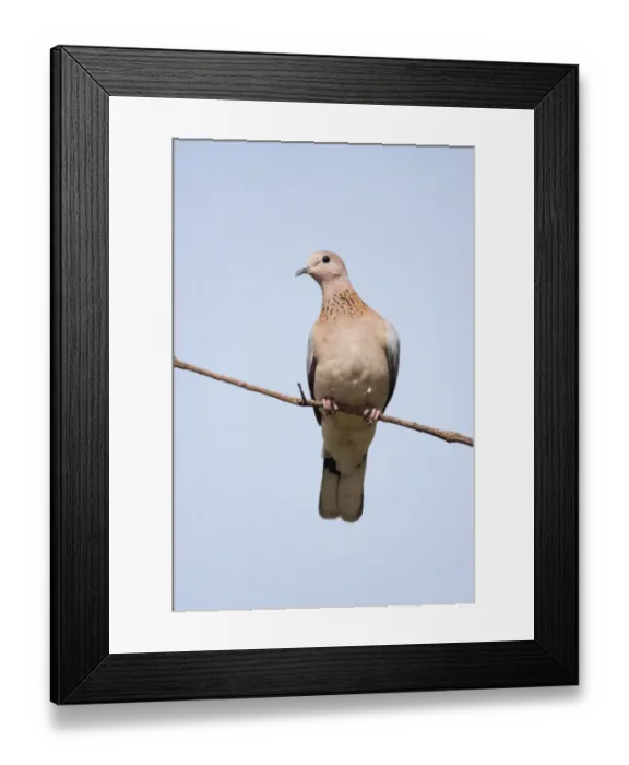 Framed Print : Laughing Dove (Streptopelia senegalensis) adult, perched on twig, Gambia, February Framed Print : Laughing Dove (Streptopelia senegalensis) adult, perched on twig, Gambia, February