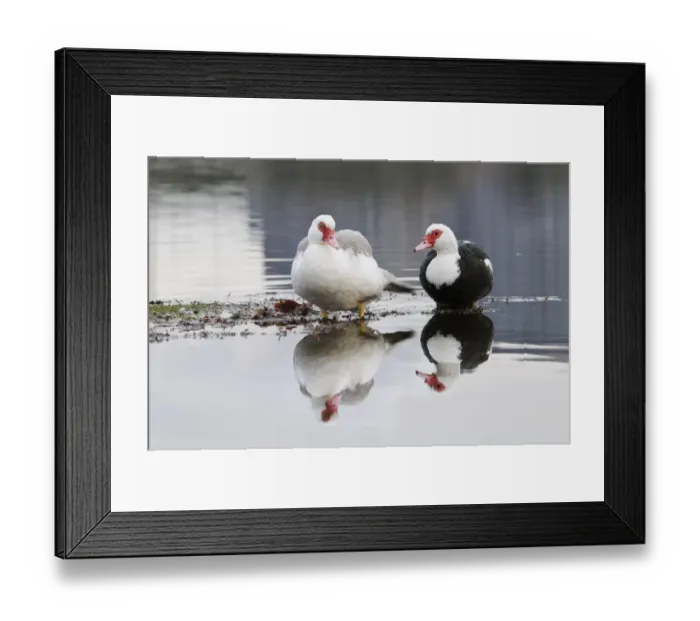 Framed Print : Muscovy Duck (Cairina moschata forma domestica) introduced feral species, two adults Framed Print : Muscovy Duck (Cairina moschata forma domestica) introduced feral species, two adults