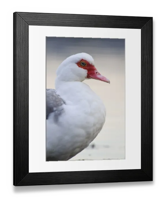 Framed Print : Muscovy Duck (Cairina moschata forma domestica) introduced feral species, adult, close-up of head and breast