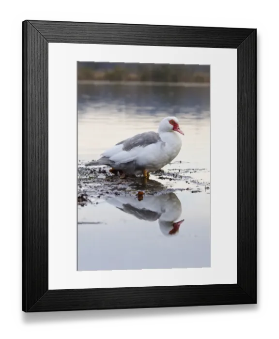 Framed Print : Muscovy Duck (Cairina moschata forma domestica) introduced feral species, adult Framed Print : Muscovy Duck (Cairina moschata forma domestica) introduced feral species, adult