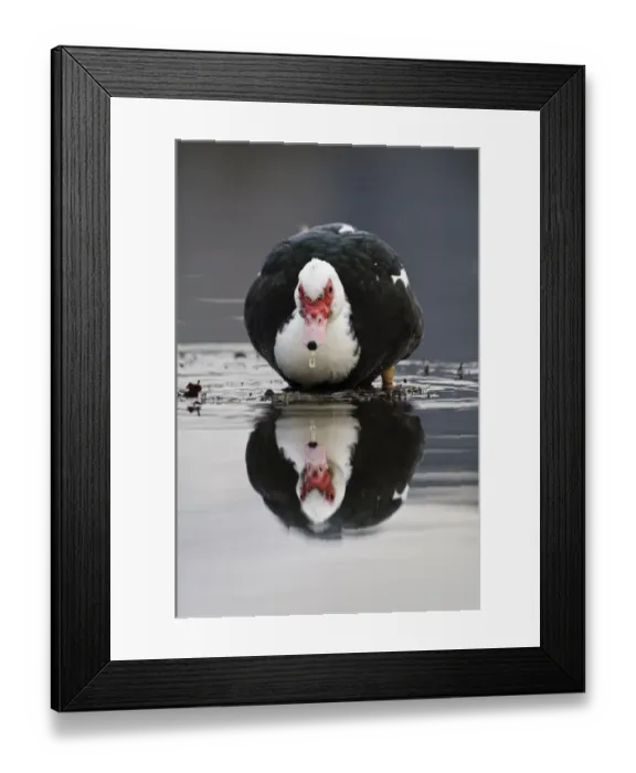 Framed Print : Muscovy Duck (Cairina moschata forma domestica) introduced feral species, adult Framed Print : Muscovy Duck (Cairina moschata forma domestica) introduced feral species, adult