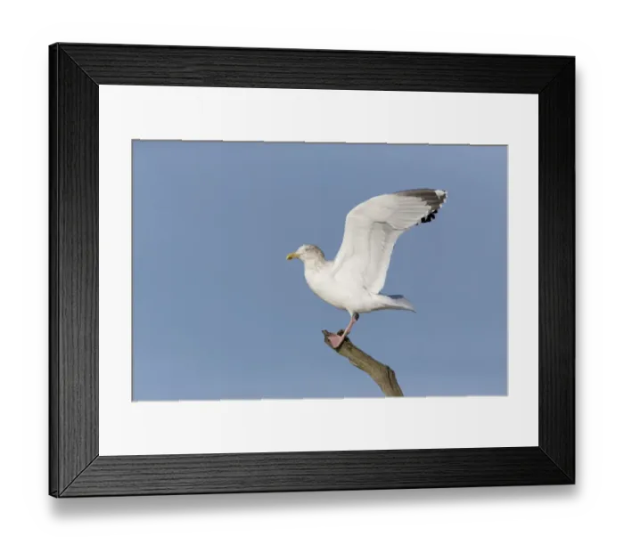 Framed Print : Herring Gull (Larus argentatus) adult, non-breeding plumage, standing on branch with raised wings, Suffolk, England Framed Print : Herring Gull (Larus argentatus) adult, non-breeding plumage, standing on branch with raised wings, Suffolk, England
