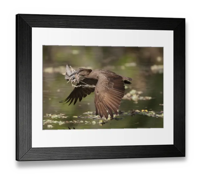 Framed Print : Hamerkop (Scopus umbretta) adult, in flight over water, with nesting material in beak, Gambia, February Framed Print : Hamerkop (Scopus umbretta) adult, in flight over water, with nesting material in beak, Gambia, February