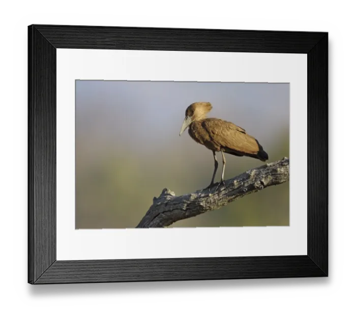Framed Print : Hamerkop (Scopus umbretta) adult, standing on branch, South Luangwa N. P. Zambia, June Framed Print : Hamerkop (Scopus umbretta) adult, standing on branch, South Luangwa N. P. Zambia, June