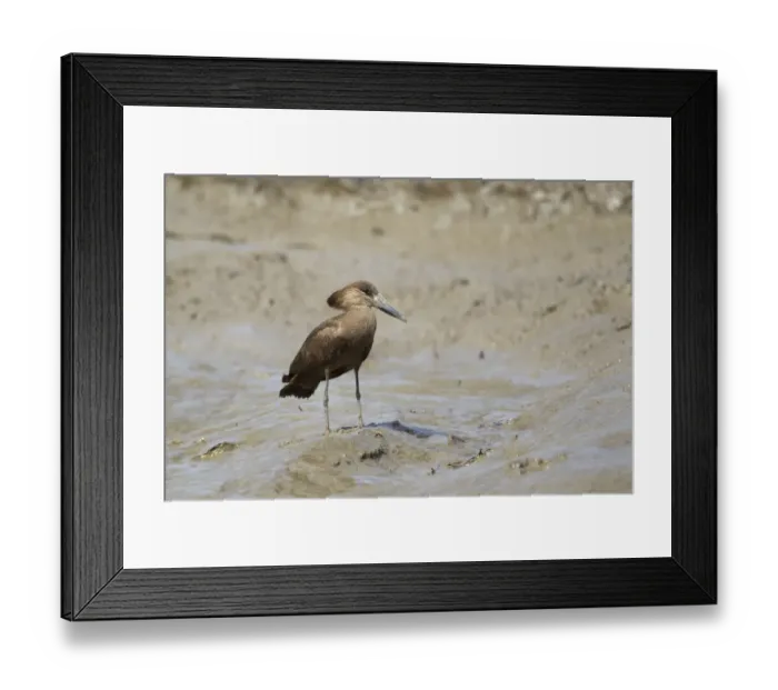 Framed Print : Hamerkop (Scopus umbretta) adult, standing on mud in mangrove swamp, Gambia, February Framed Print : Hamerkop (Scopus umbretta) adult, standing on mud in mangrove swamp, Gambia, February