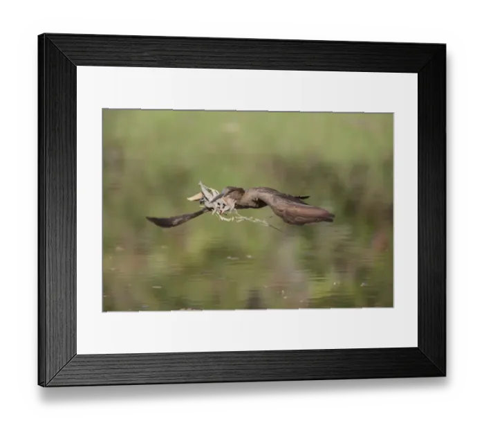 Framed Print : Hamerkop (Scopus umbretta) adult, in flight over water, with nesting material in beak, Gambia, February Framed Print : Hamerkop (Scopus umbretta) adult, in flight over water, with nesting material in beak, Gambia, February
