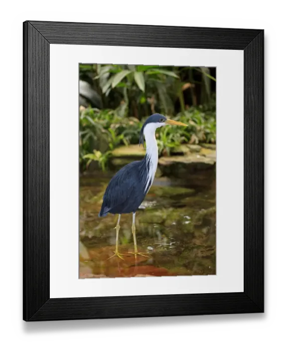 Framed Print : Pied Heron (Ardea picata) adult, standing in shallow water (captive) Framed Print : Pied Heron (Ardea picata) adult, standing in shallow water (captive)