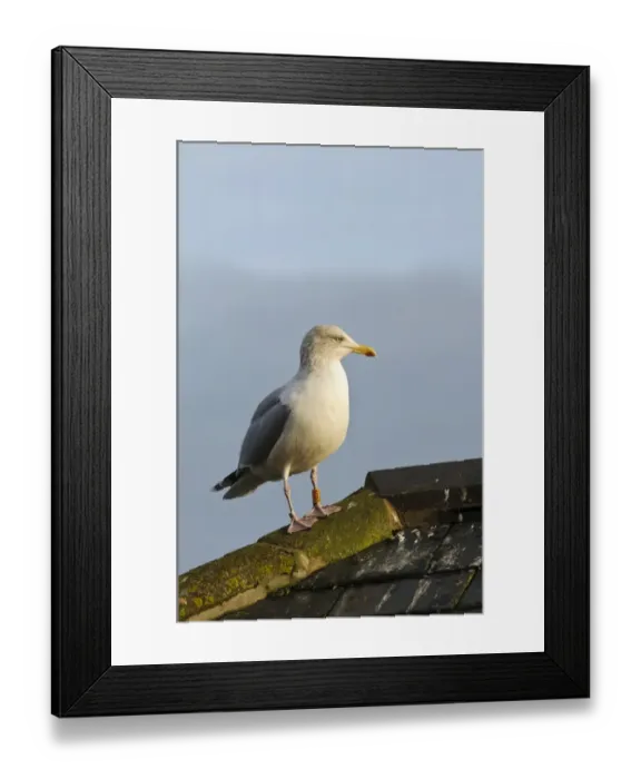 Framed Print : Herring Gull (Larus argentatus) adult, non-breeding plumage, with coloured ring on leg Framed Print : Herring Gull (Larus argentatus) adult, non-breeding plumage, with coloured ring on leg