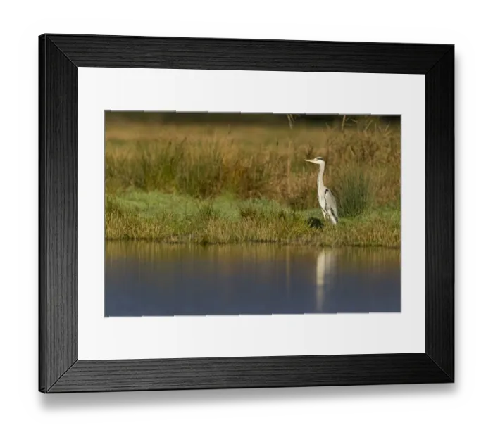 Framed Print : Grey Heron (Ardea cinerea) adult, standing at edge of water, Suffolk, England, November Framed Print : Grey Heron (Ardea cinerea) adult, standing at edge of water, Suffolk, England, November