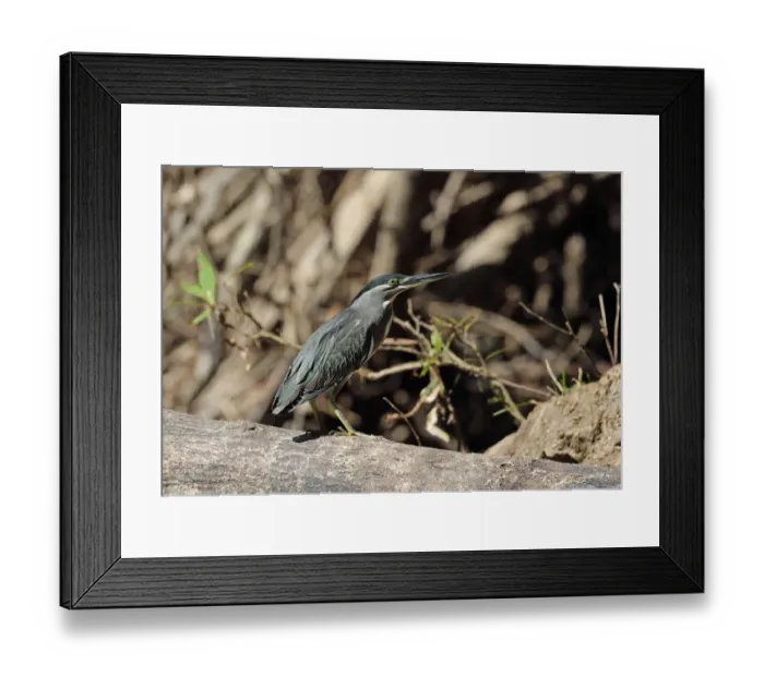 Framed Print : Striated Heron (Butorides striatus javanicus) adult, standing on fallen tree, Taman Negara N. P Framed Print : Striated Heron (Butorides striatus javanicus) adult, standing on fallen tree, Taman Negara N. P