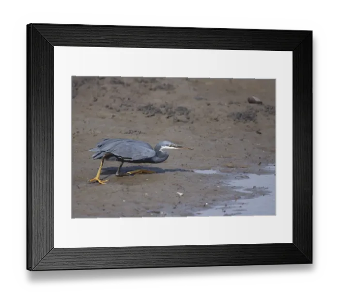 Framed Print : Western Reef Heron (Egretta gularis) dark morph, adult, hunting on mud at edge of water in mangrove swamp, Gambia Framed Print : Western Reef Heron (Egretta gularis) dark morph, adult, hunting on mud at edge of water in mangrove swamp, Gambia