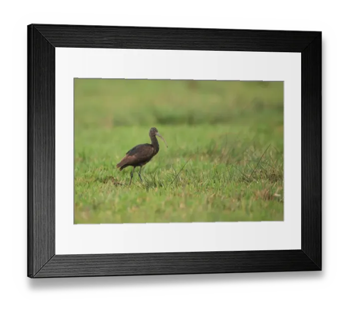 Framed Print : Glossy Ibis (Plegadis falcinellus) adult, non-breeding plumage, vagrant standing on pasture, Norfolk, England, January