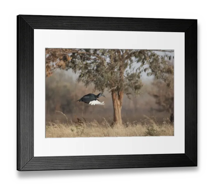 Framed Print : Abyssinian Ground Hornbill (Bucorvus abyssinicus) adult female, in flight, Gambia, February Framed Print : Abyssinian Ground Hornbill (Bucorvus abyssinicus) adult female, in flight, Gambia, February