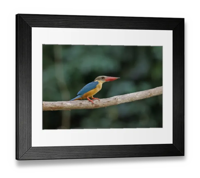 Framed Print : Stork-billed Kingfisher (Pelargopsis capensis malaccensis) adult, perched on branch, Taman Negara N. P