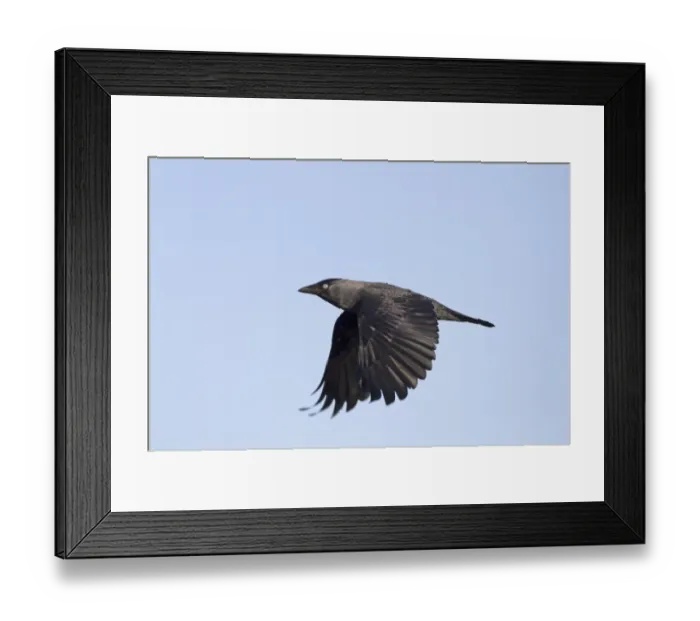 Framed Print : Jackdaw (Corvus monedula) adult, in flight, Norfolk, England, January Framed Print : Jackdaw (Corvus monedula) adult, in flight, Norfolk, England, January