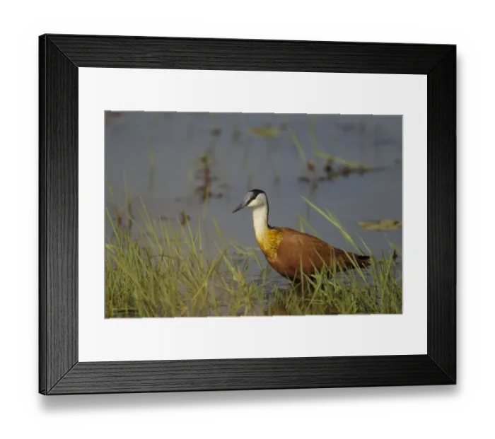 Framed Print : African Jacana (Actophilornis africanus) adult, standing in shallow water, Gambia, February Framed Print : African Jacana (Actophilornis africanus) adult, standing in shallow water, Gambia, February