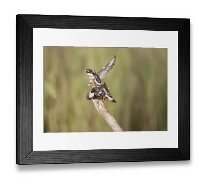 Framed Print : Pied Kingfisher (Ceryle rudis) two adult females, fighting on branch, Gambia, February