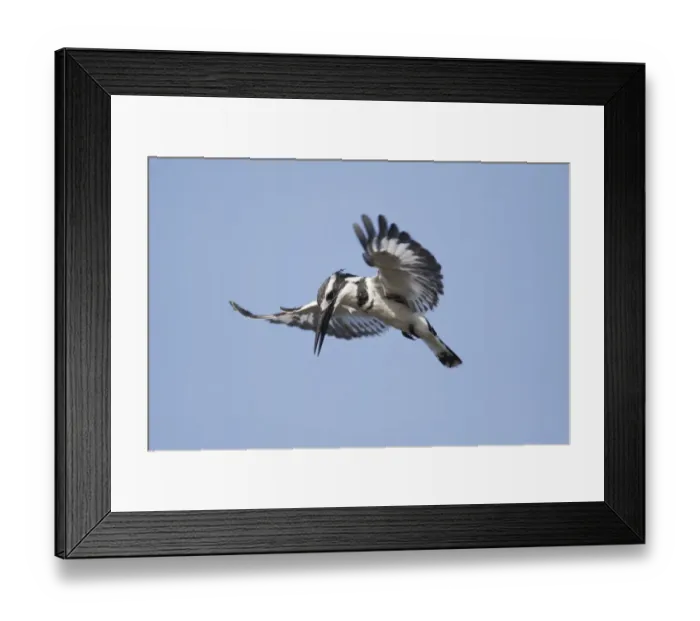 Framed Print : Pied Kingfisher (Ceryle rudis) adult male, in flight, hovering whilst fishing, Gambia, February Framed Print : Pied Kingfisher (Ceryle rudis) adult male, in flight, hovering whilst fishing, Gambia, February
