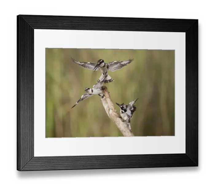 Framed Print : Pied Kingfisher (Ceryle rudis) three adult females, fighting on branch, Gambia, February Framed Print : Pied Kingfisher (Ceryle rudis) three adult females, fighting on branch, Gambia, February