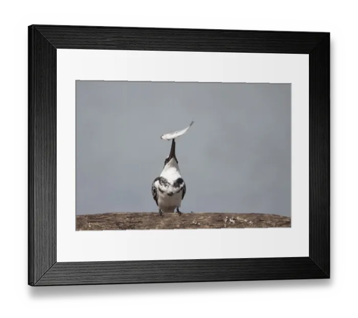 Framed Print : Pied Kingfisher (Ceryle rudis) adult male, tossing up caught fish prey, Gambia, February Framed Print : Pied Kingfisher (Ceryle rudis) adult male, tossing up caught fish prey, Gambia, February