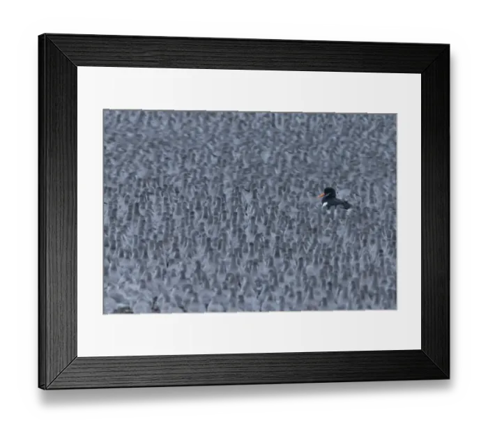 Framed Print : Knot (Calidris canutus) flock, non-breeding plumage, with individual Eurasian Oystercatcher (Haematopus ostralegus)